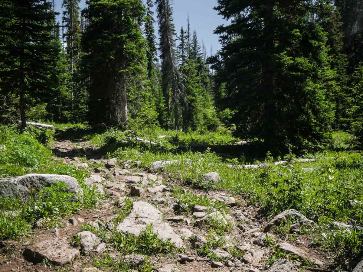 Ellis Trail North trail photo