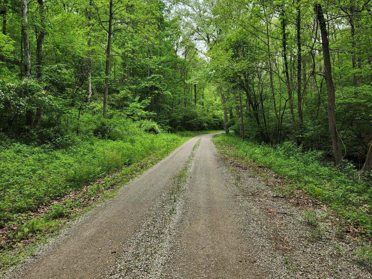 Forest Road 16 photo 3