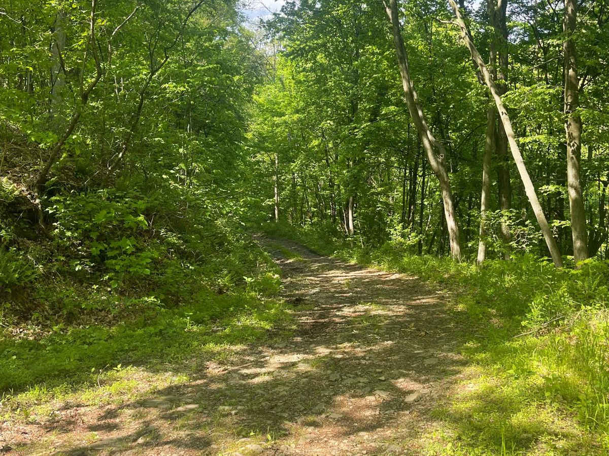 Graham Road trail photo