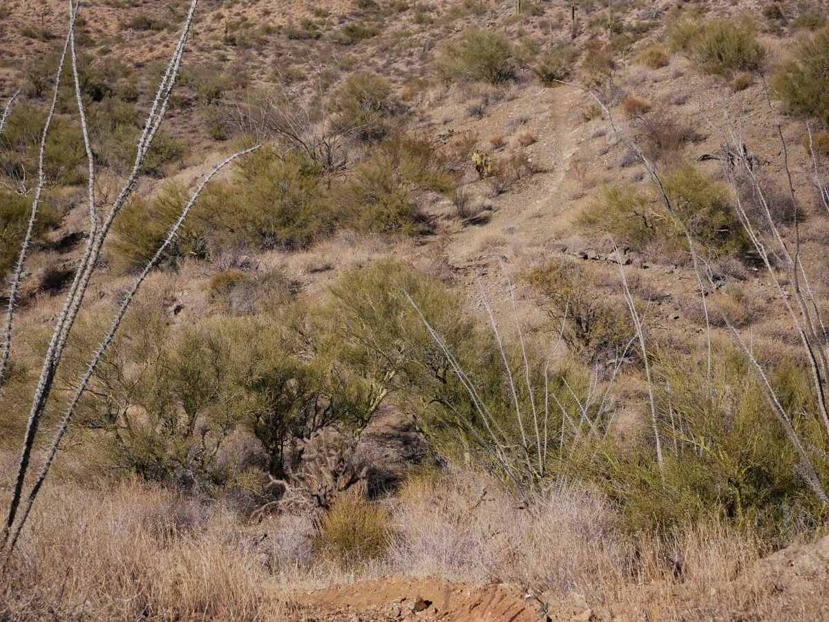 Sim's Trail photo 6