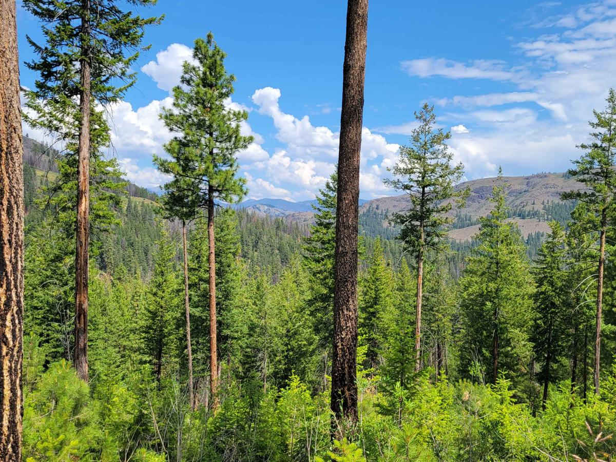 NF 500 - West Fork Buttermilk photo 6