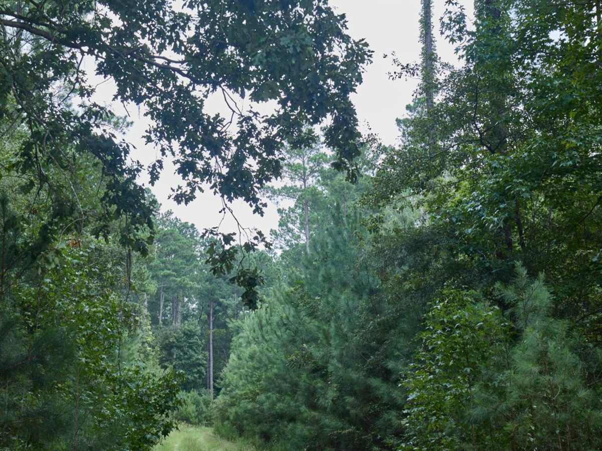 Killian Swamp Road photo 3