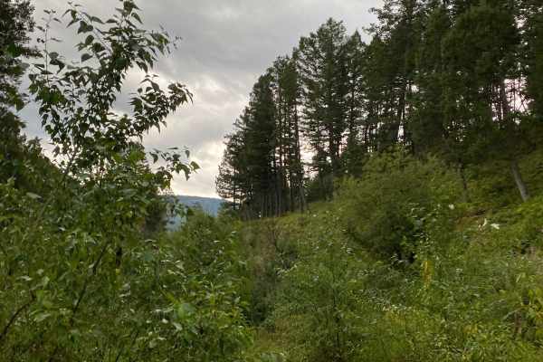 Cliff Creek Trail