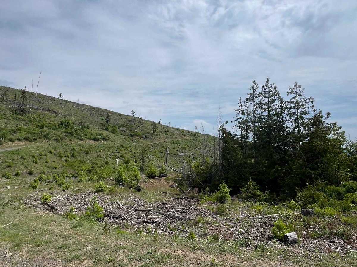 National Forrest Development Road 3308 photo 2