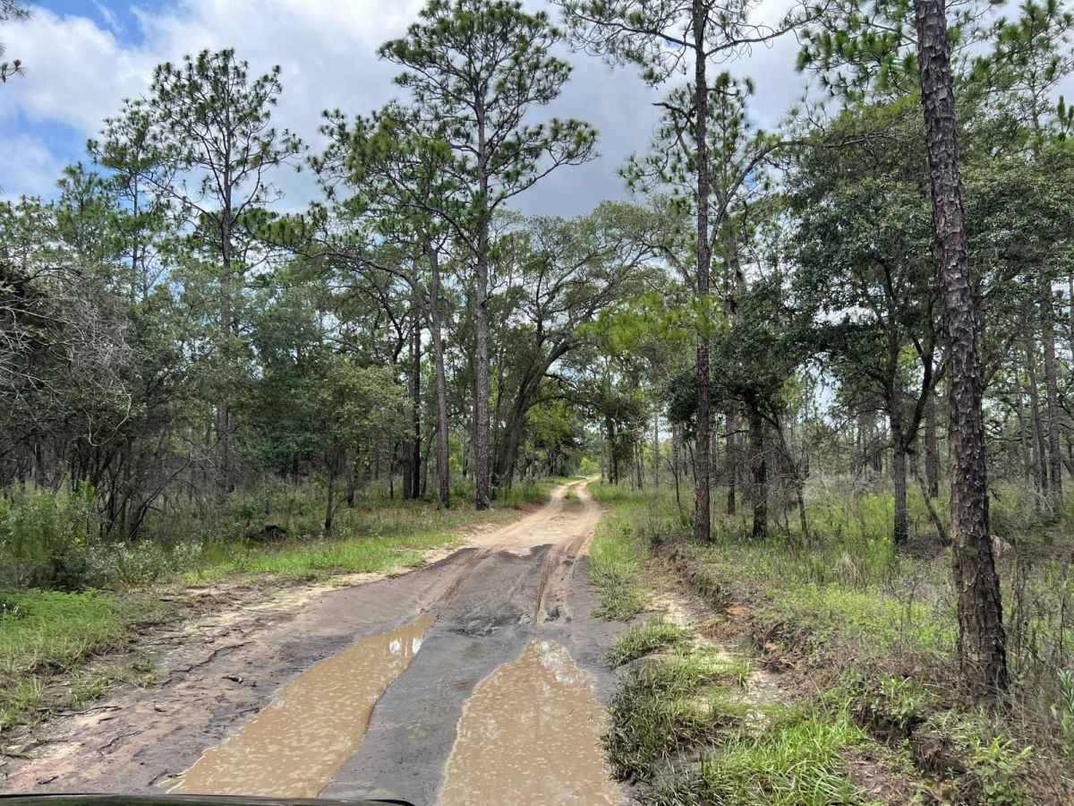 Citrus Wildlife Management | Trail 16 photo 4