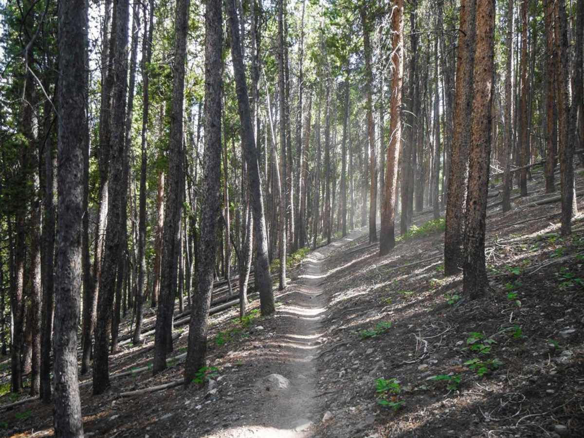 Quakey Mountain trail photo