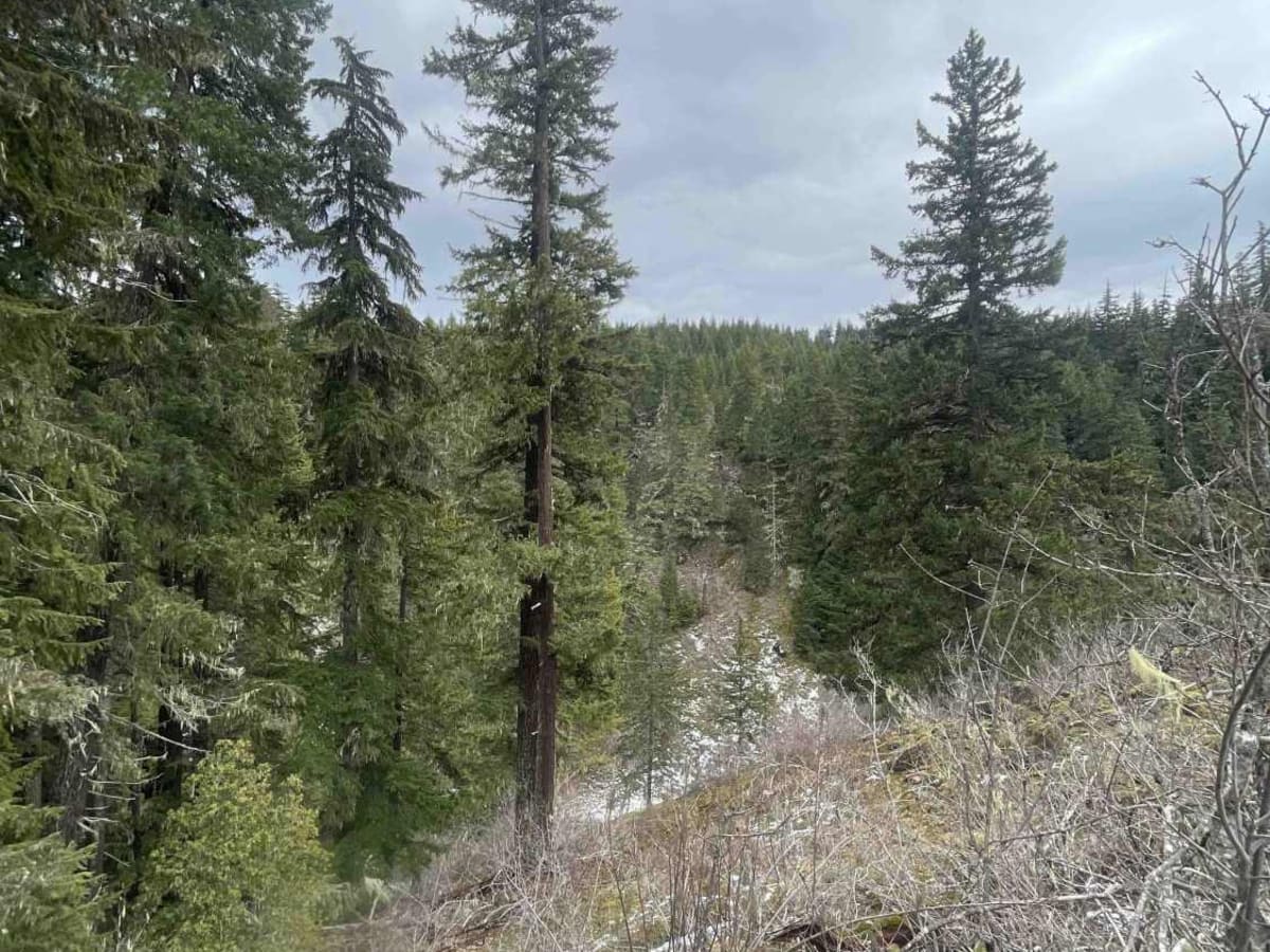 National Forest Development Road 4660 photo 4