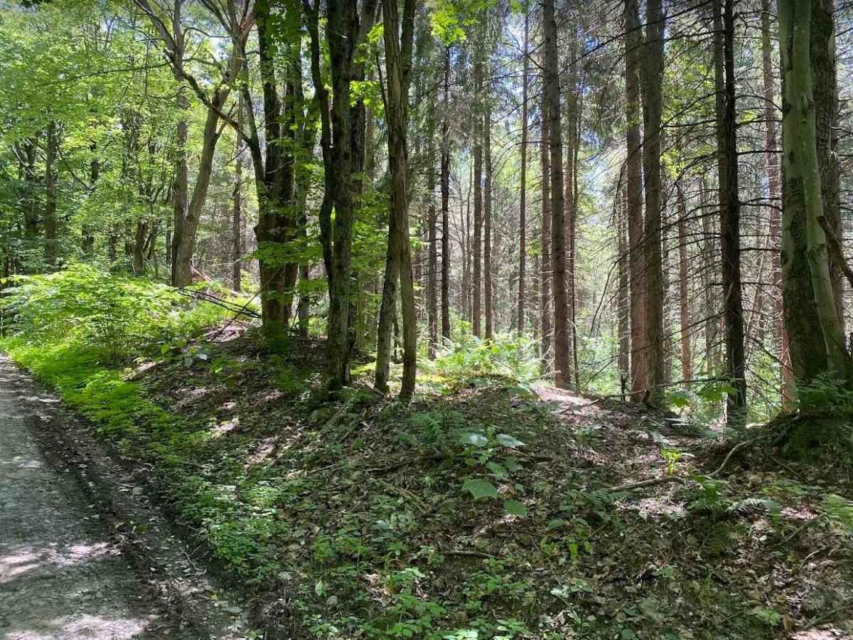 Kennedy State Forest - Hauk Hill Road photo 3