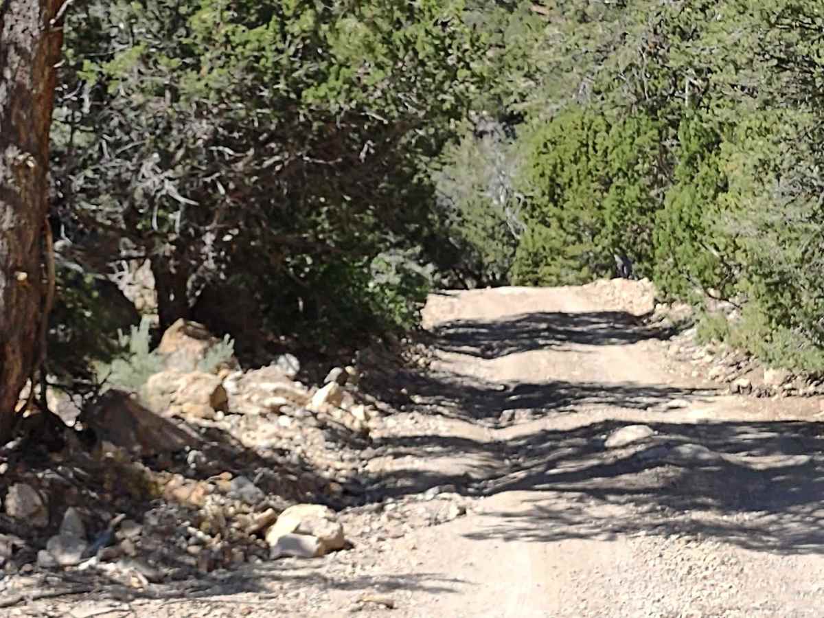 Gold Gulch to Little Pork Lake (FS# 40136) photo 2