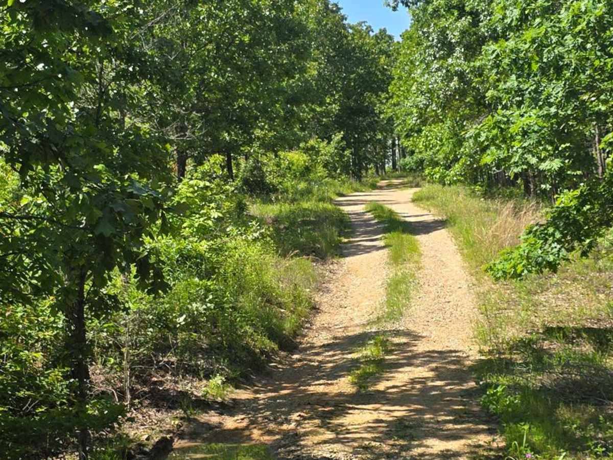 West Star Flatwoods - FS 1571 photo 4