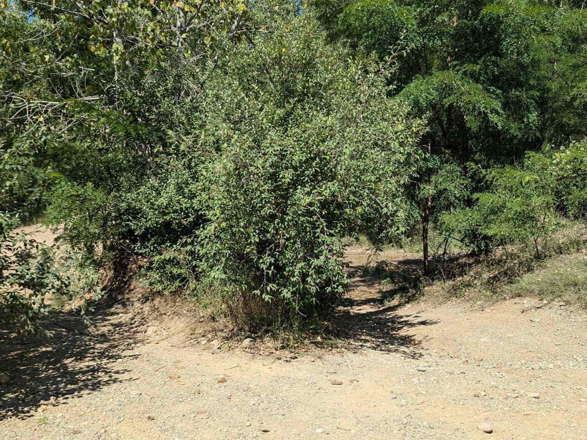 Chicken Hill photo 5