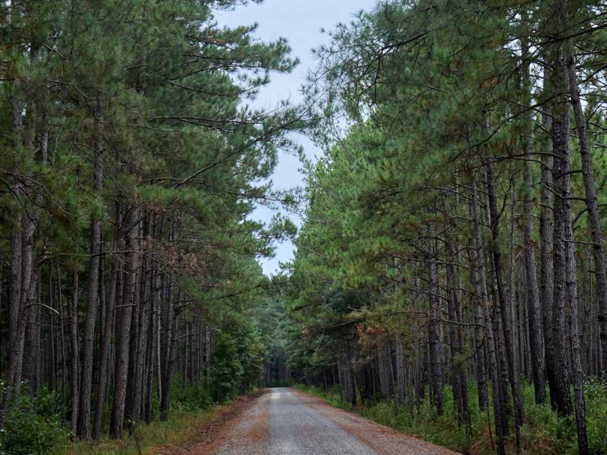 Bonneau Ferry WMA - Perimeter Loop - Alternative photo 2