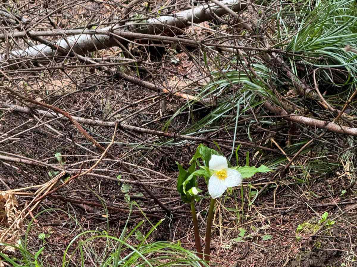 Spring Creek Road photo 5