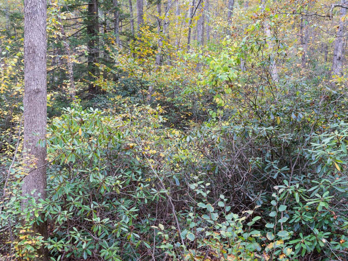 Pine Swamp Road photo 3