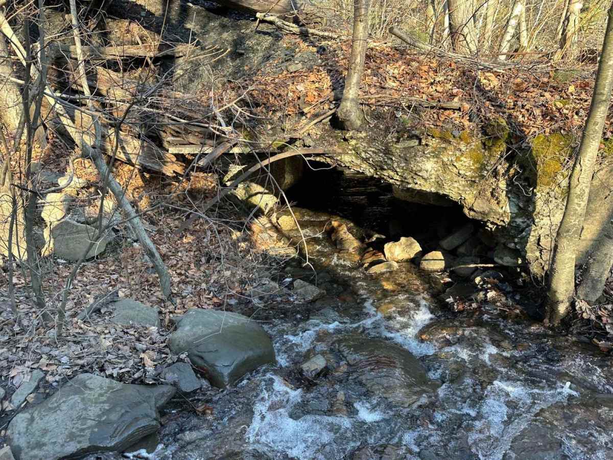 Locust Gap 51 photo 4