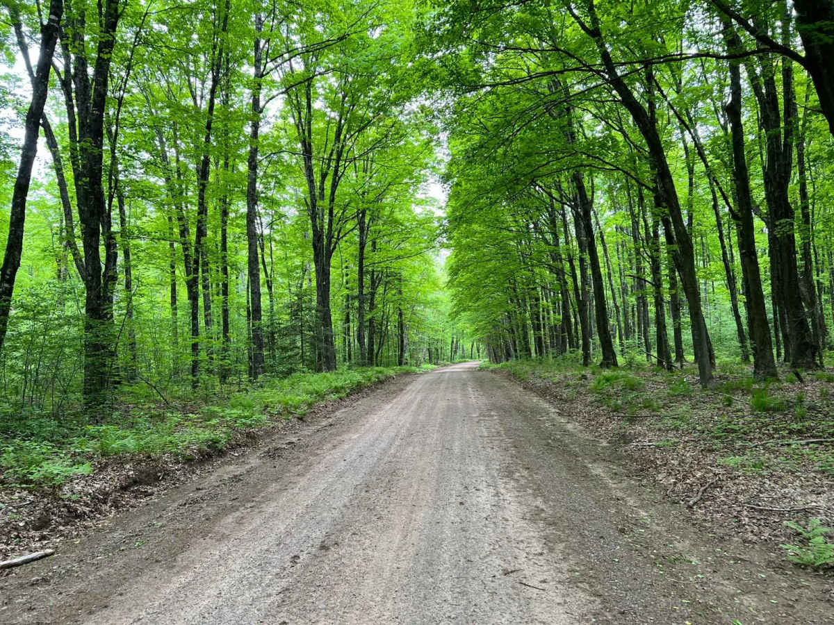 Forest Road 2183 Western Section photo 4