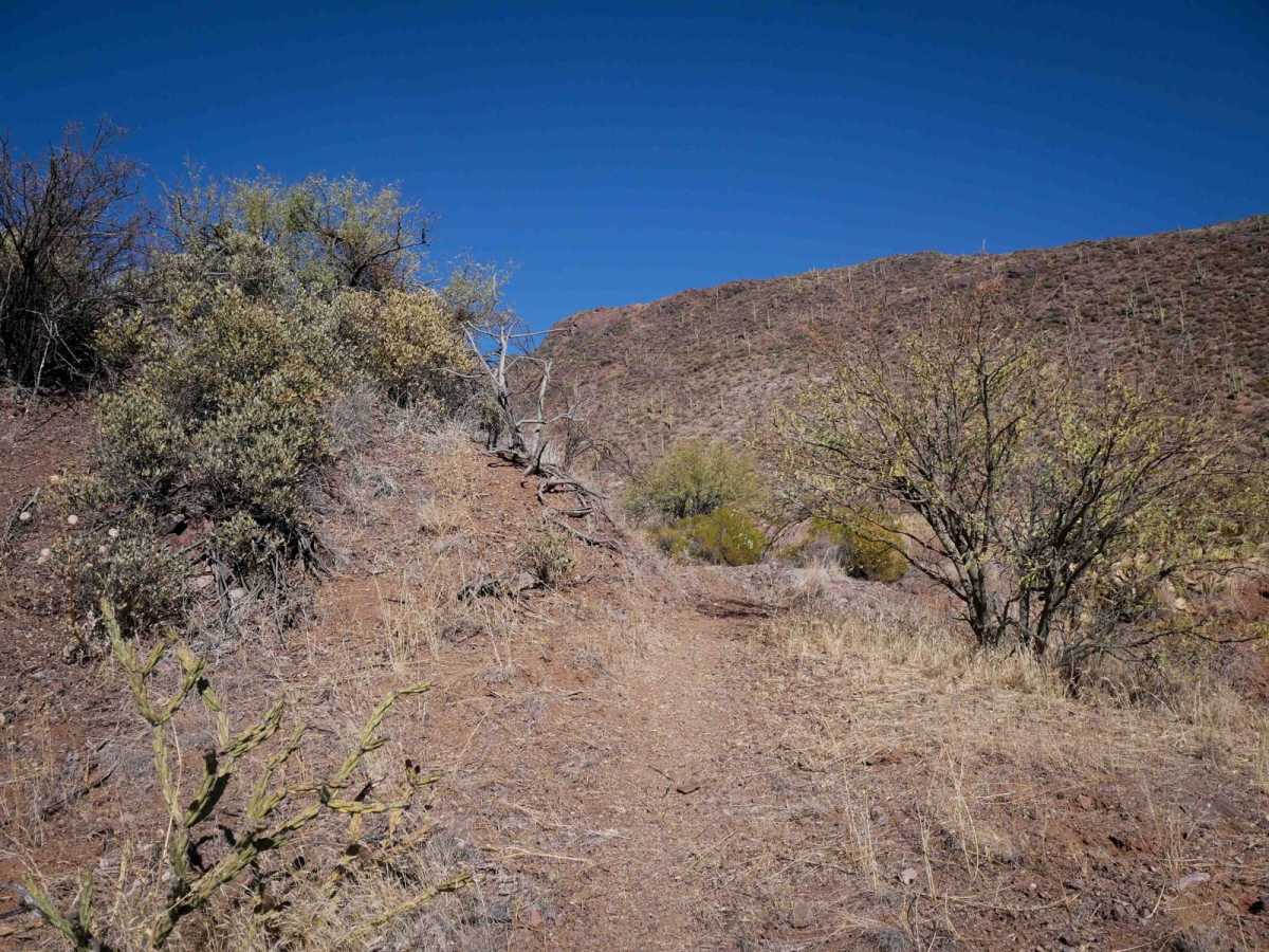 Big Reef Mill Singletrack photo 3