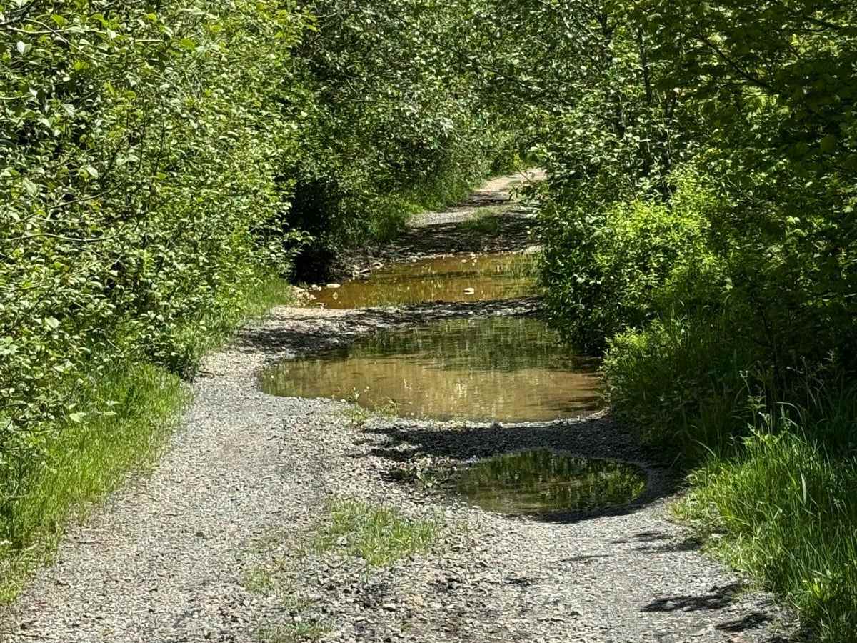 Gumboot Mountain Trail photo 5
