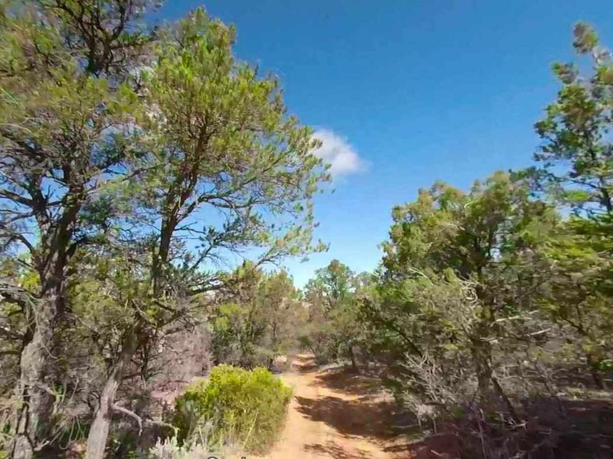 Glass Eye Spring-BLM 564-KC 3355 photo 3