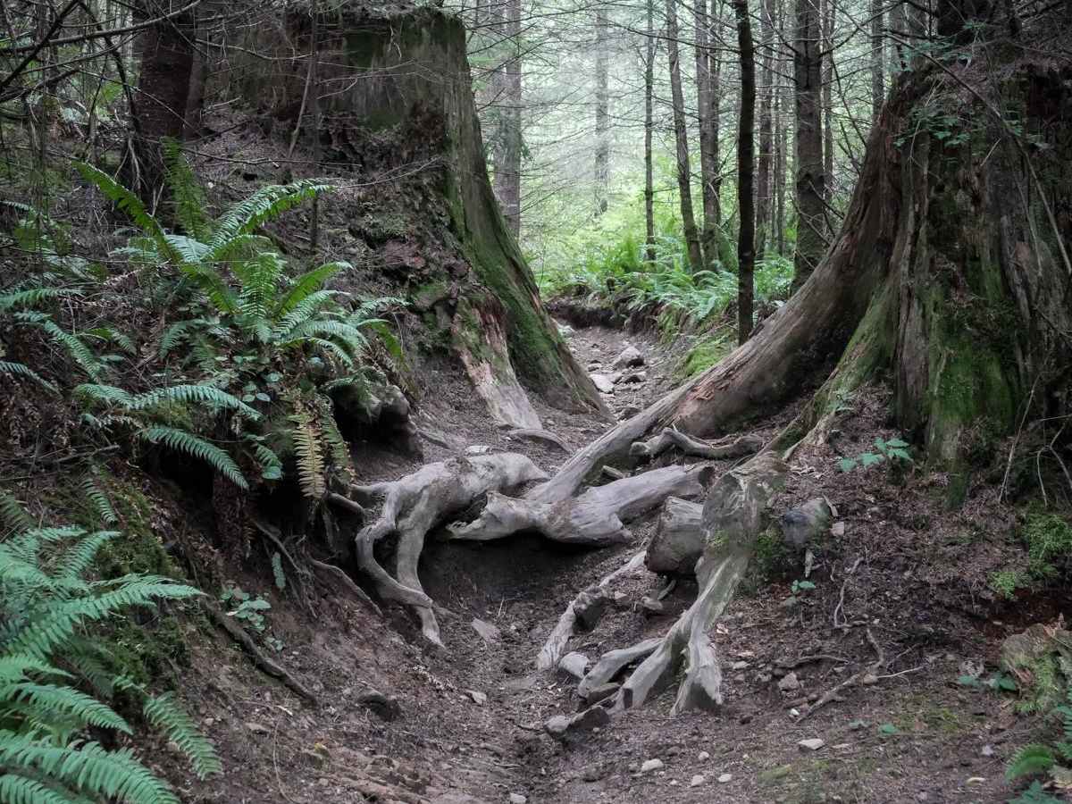 Curt's Conundrum trail photo