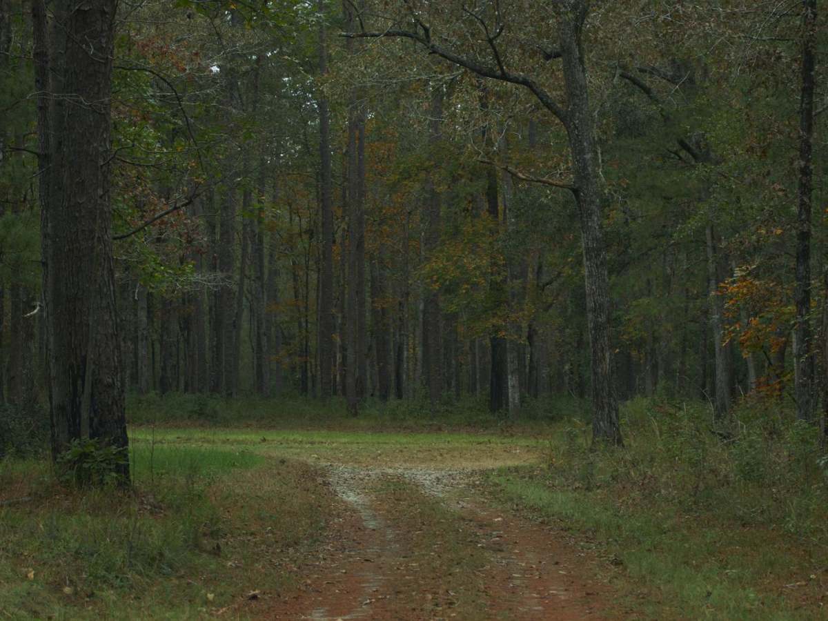 Donnelly WMA PT.3 trail photo