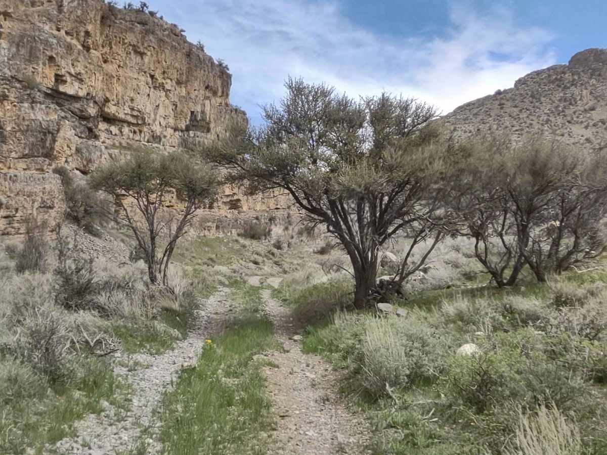 Appendicitis Hill WSA Loop photo 6