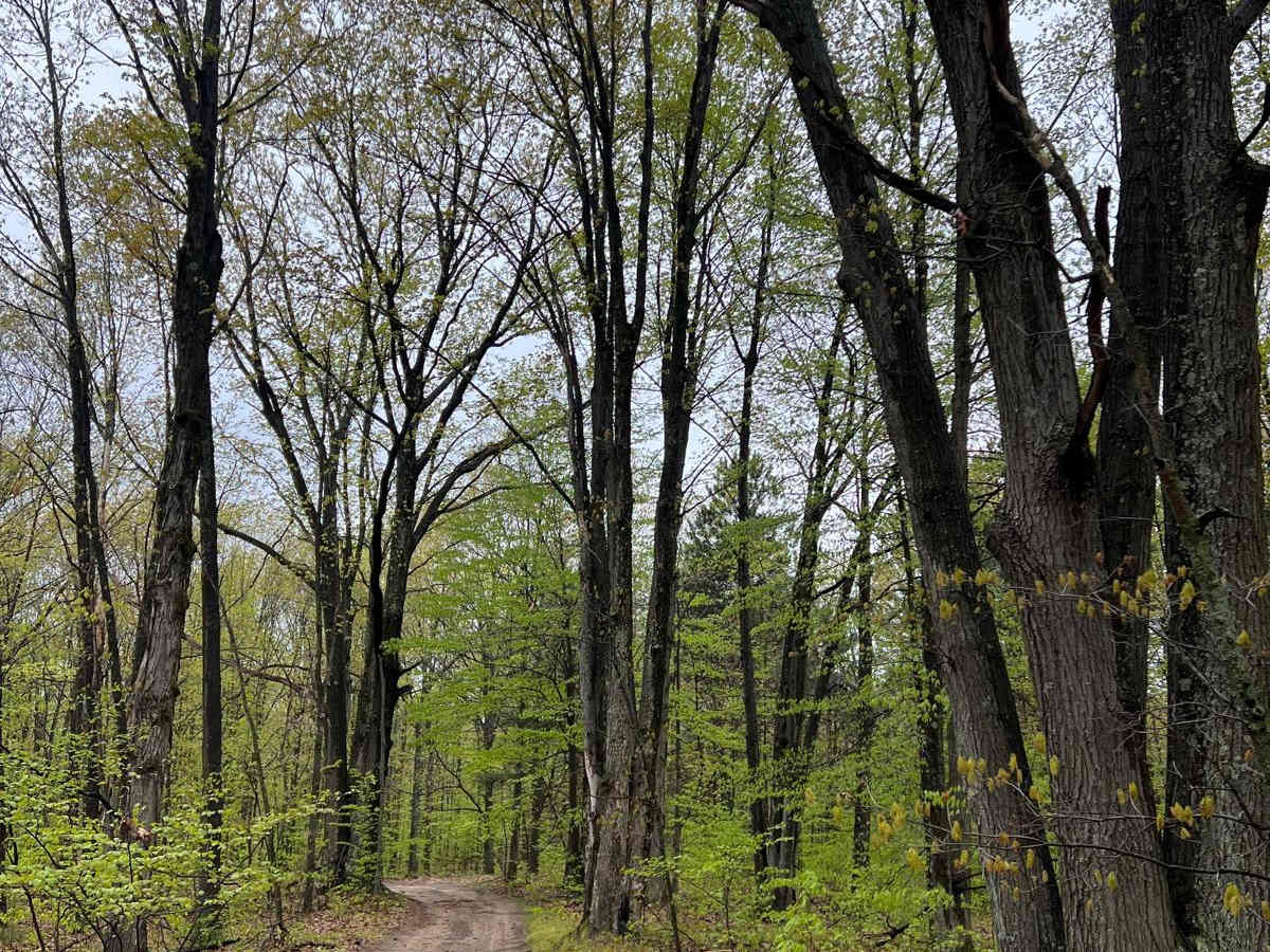 No. 10 Road Trail photo 5