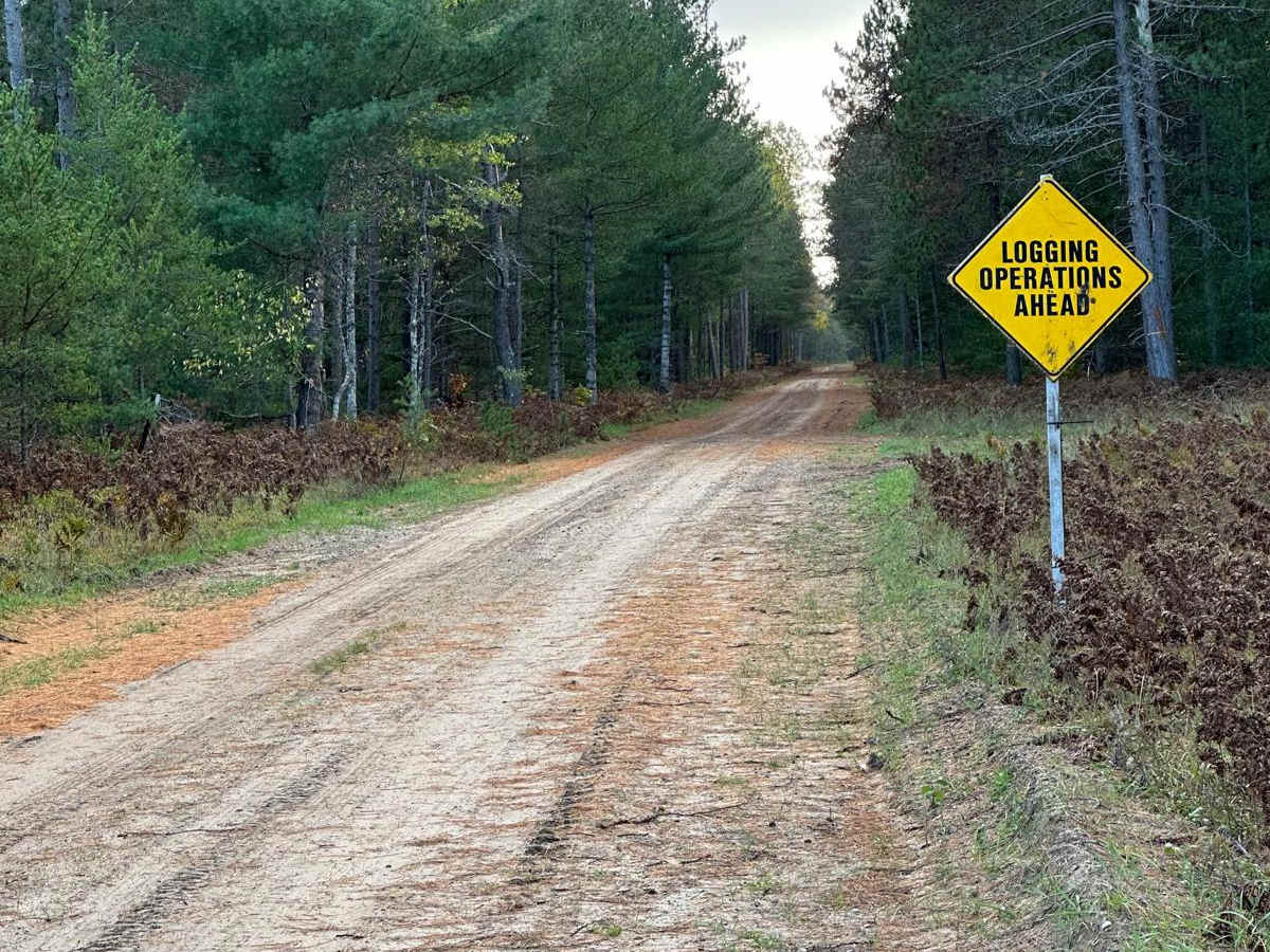 Bog Lake - FS 2686 photo 6