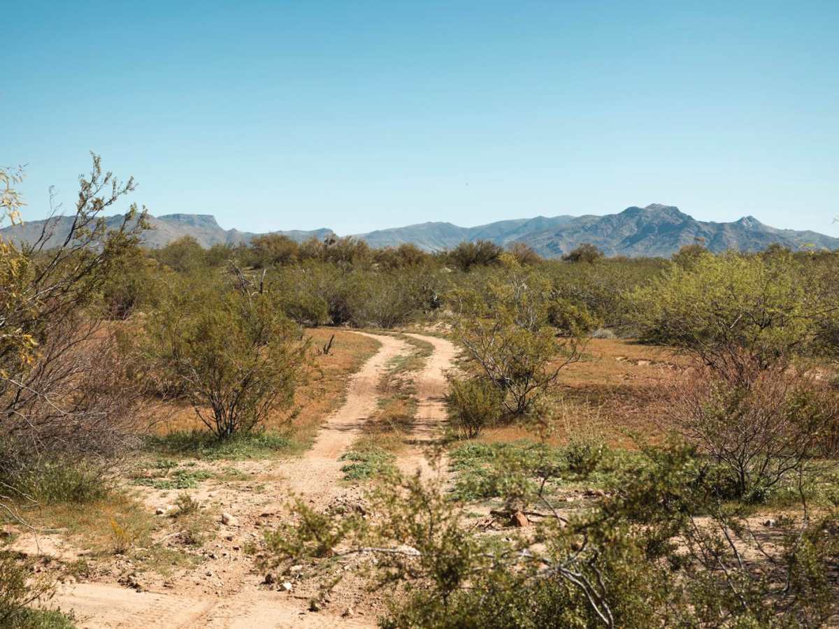 Creosote Forest Run photo 2