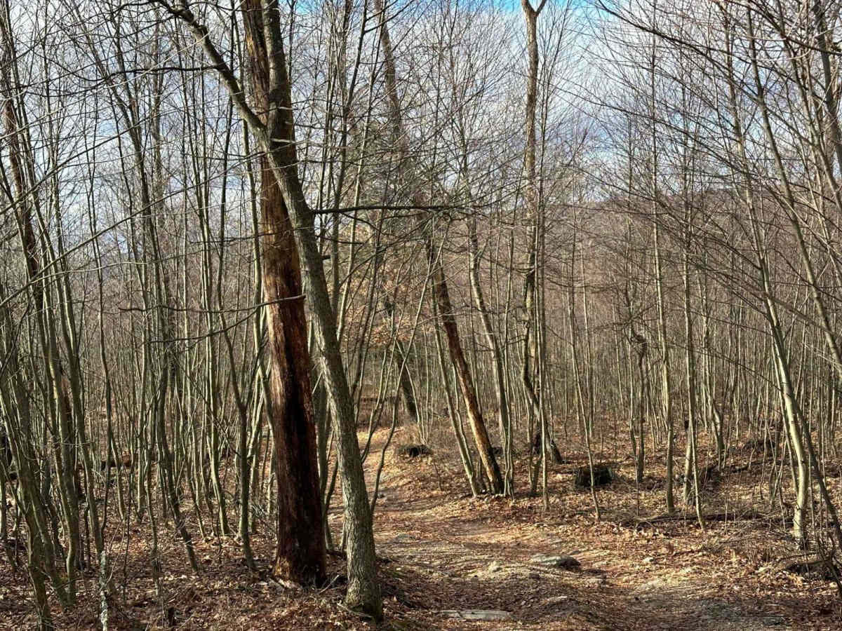 21 trail photo