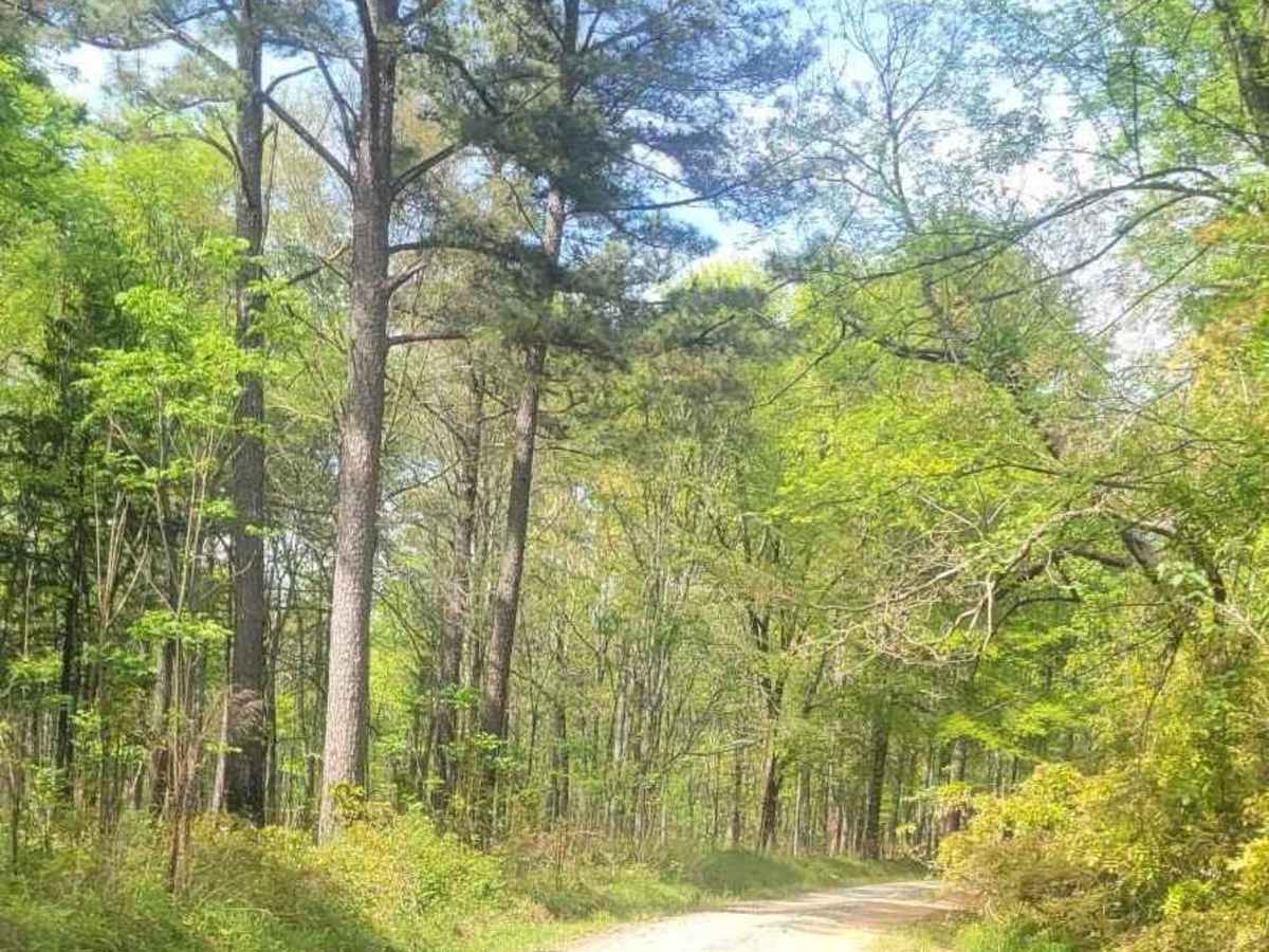 Felton McMichael Road trail photo