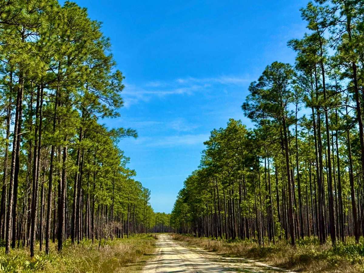 Oak Park - FS 350 trail photo