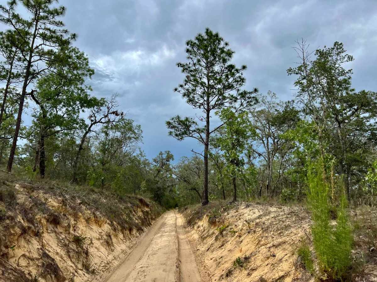 Crooms Wildlife Management | Trail 5 photo 6