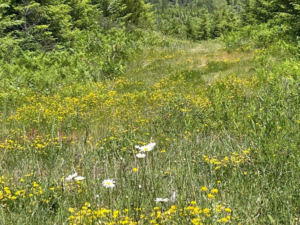 Tree Line Track photo 3