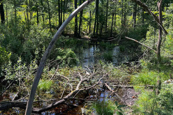 Swamp Tree Trail