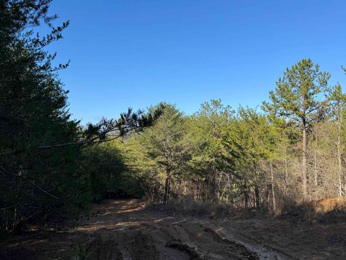 #21 Maynard's Trail photo 4