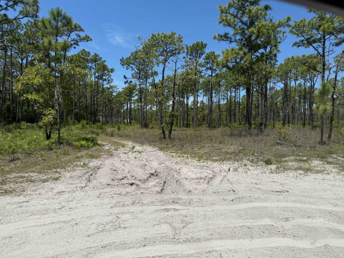 Pringle Road - FS 123 trail photo