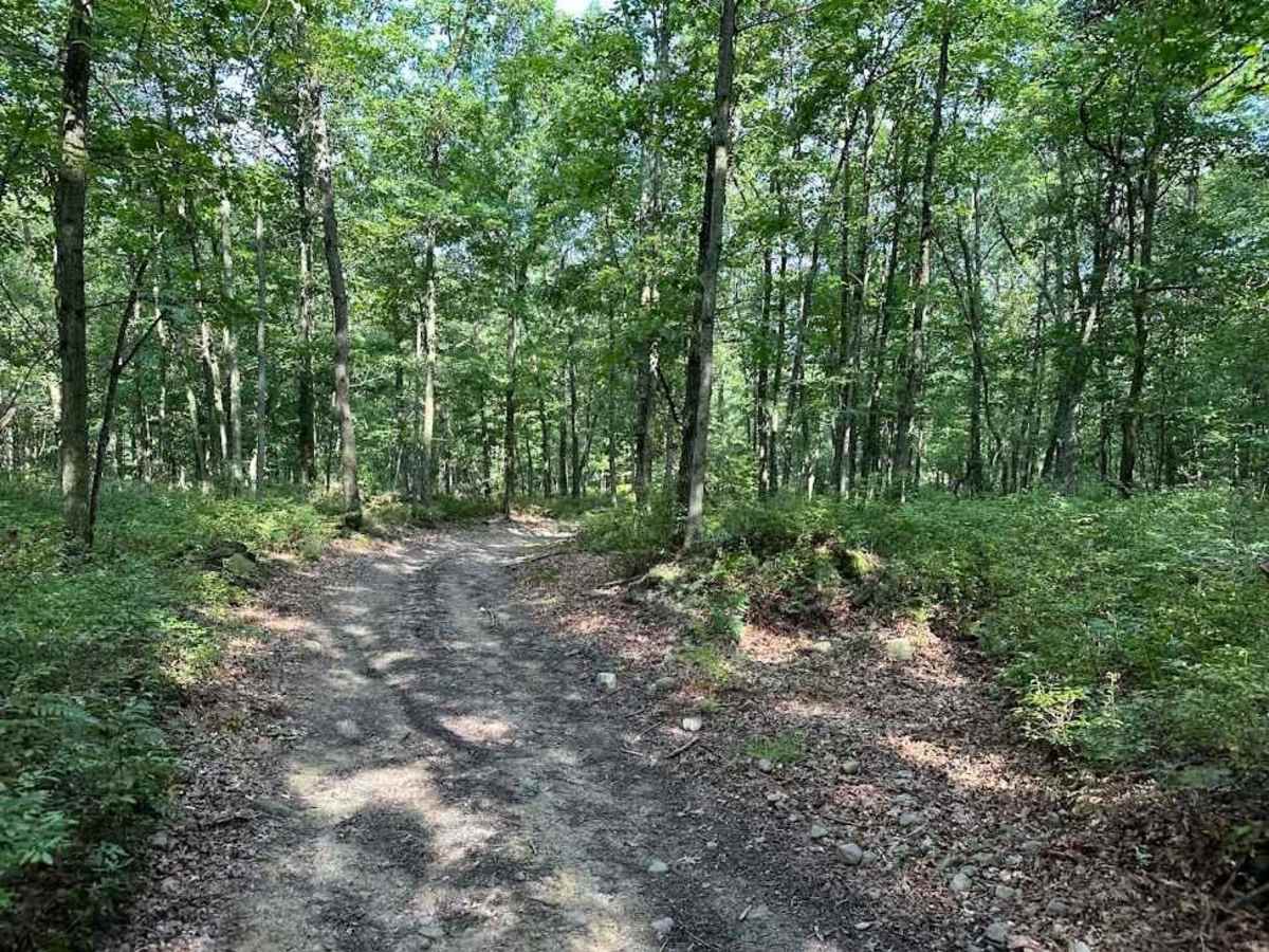 Wanderer Green trail photo