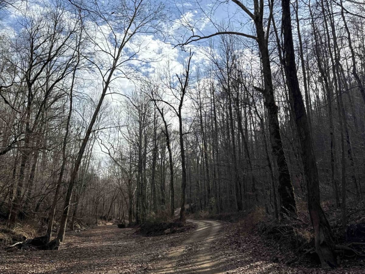 White Ash Road photo 6
