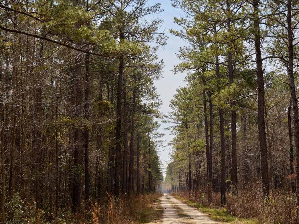 Dog Swamp - FSR265 photo 2
