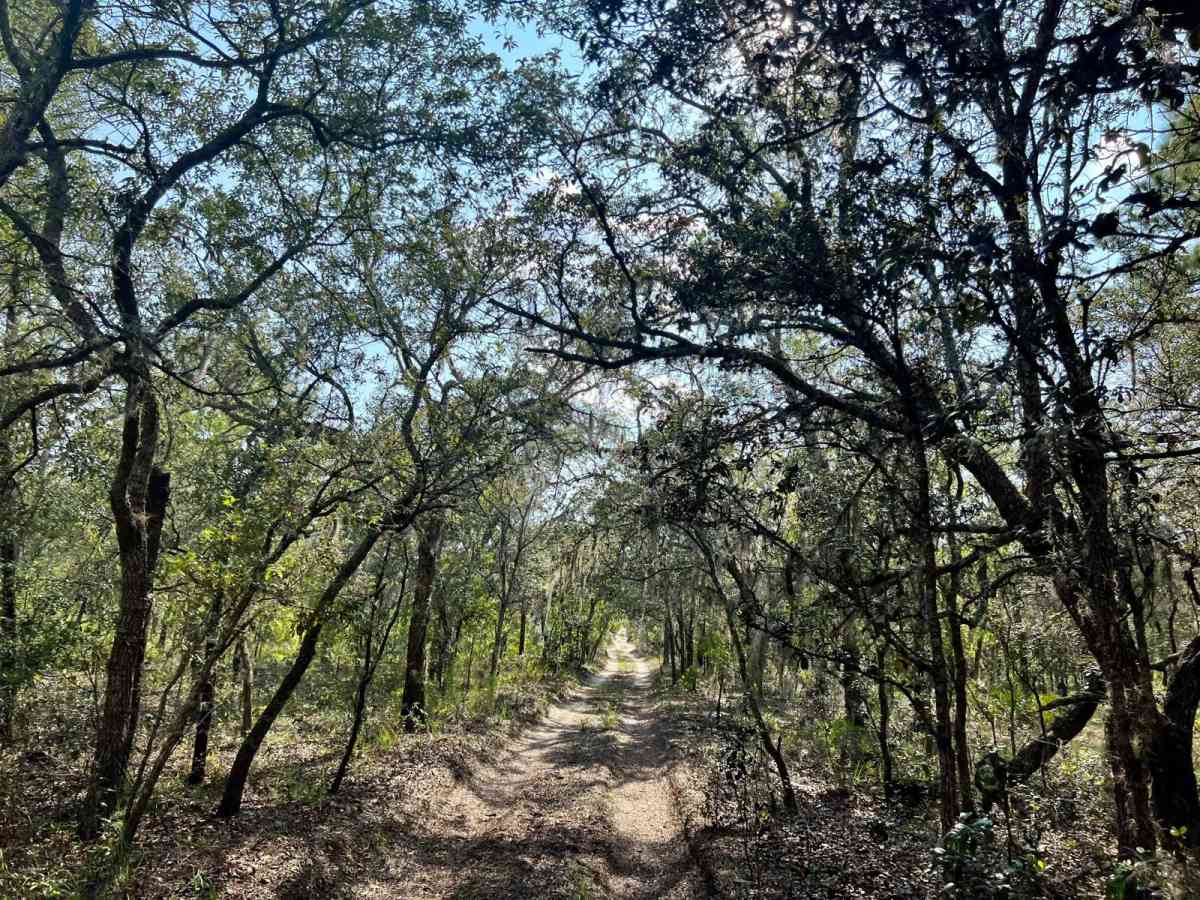 Citrus Wildlife Management | Trail 2 photo 6