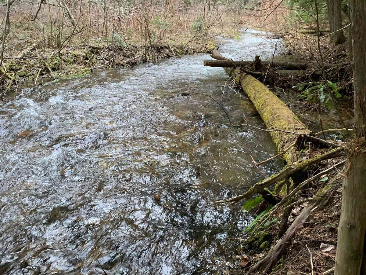 Brown Creek/Downy Creek (207) photo 6