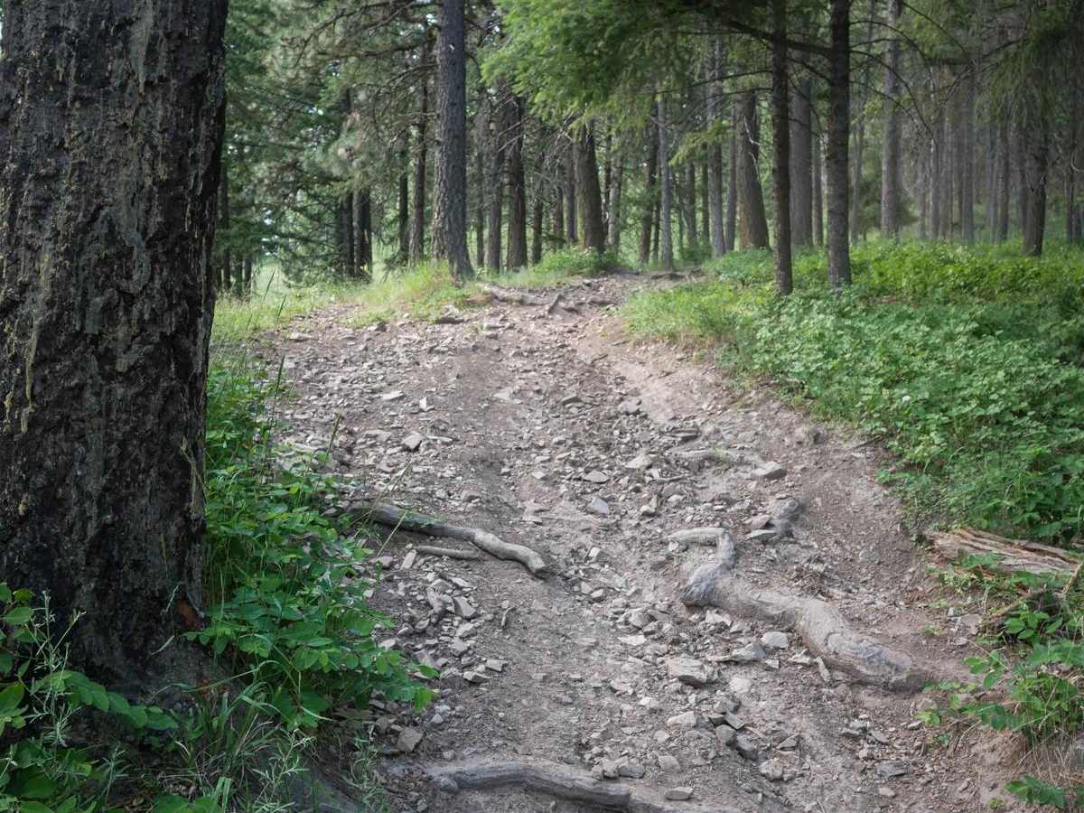 Canfield Mountain- Trail 3 photo 5