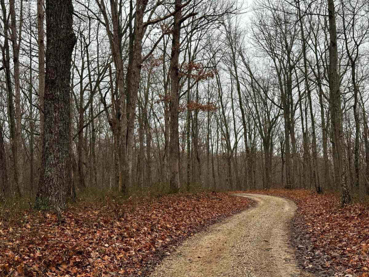 Wild Dog Creek Trail photo 4