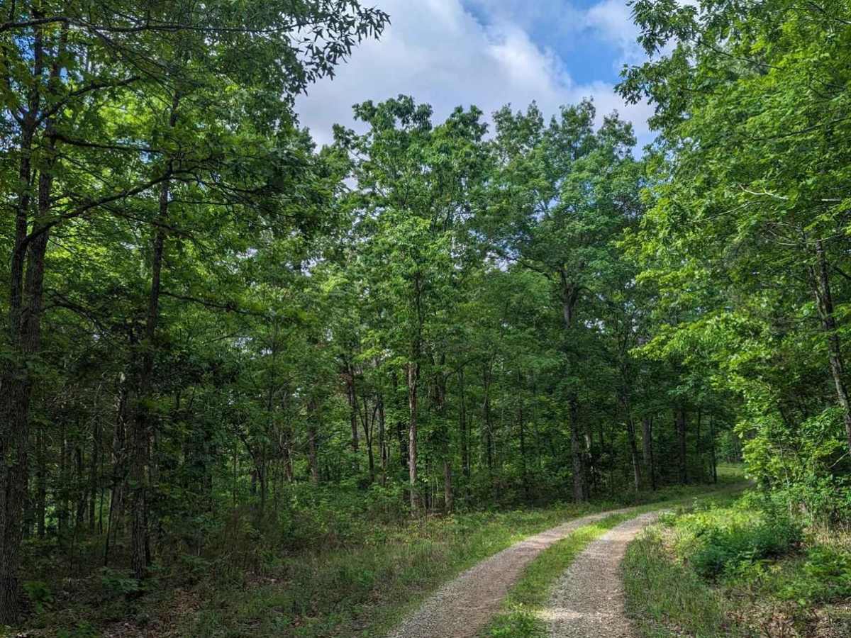 FSR 3136- Brown's Ridge photo 2