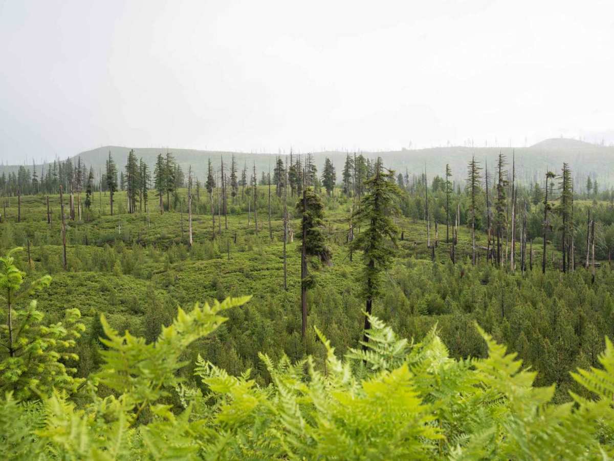 Island and Link Lakes photo 3