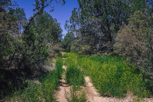 Old Camp Wood Road