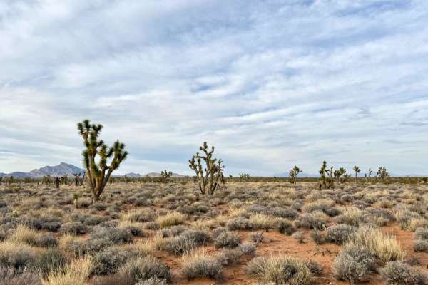 Joshua Trees and Cliffsides