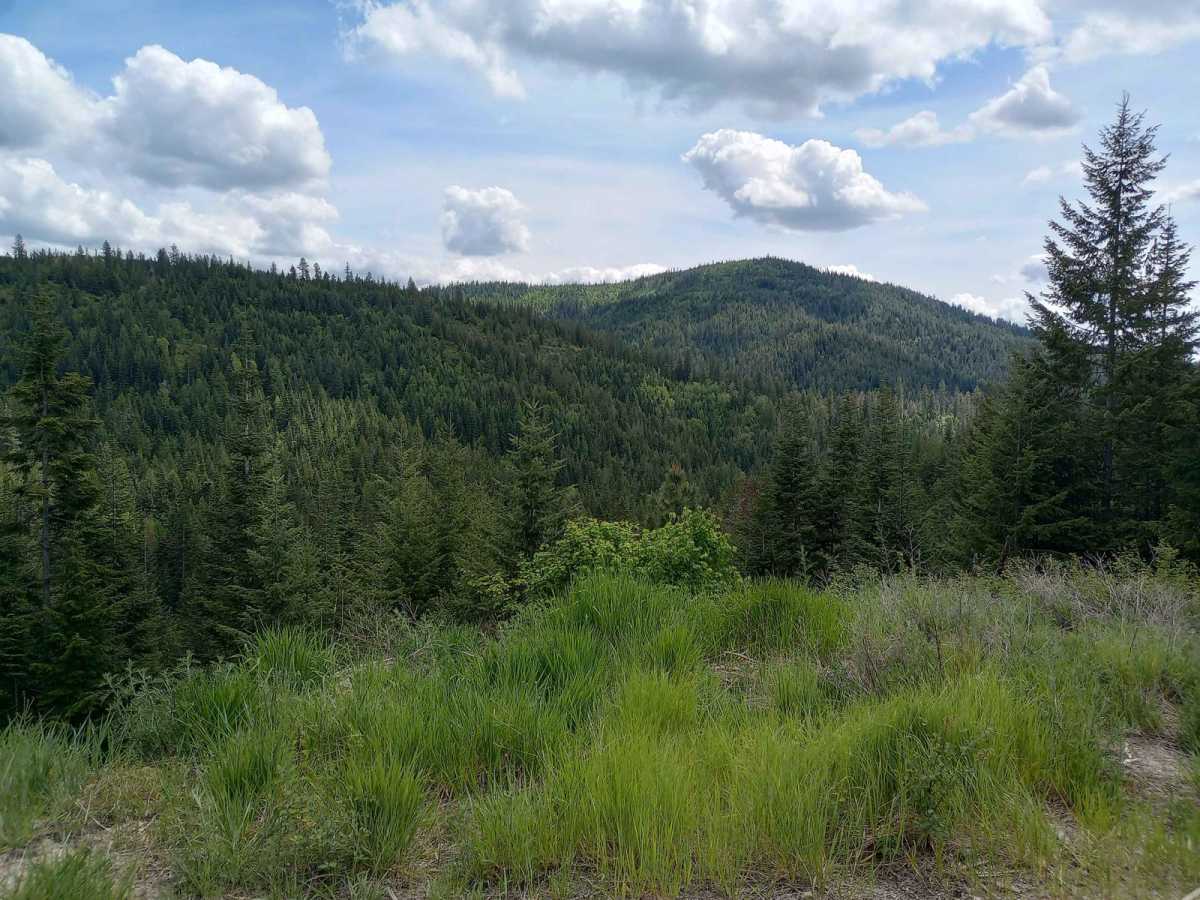Thompson Creek trail photo