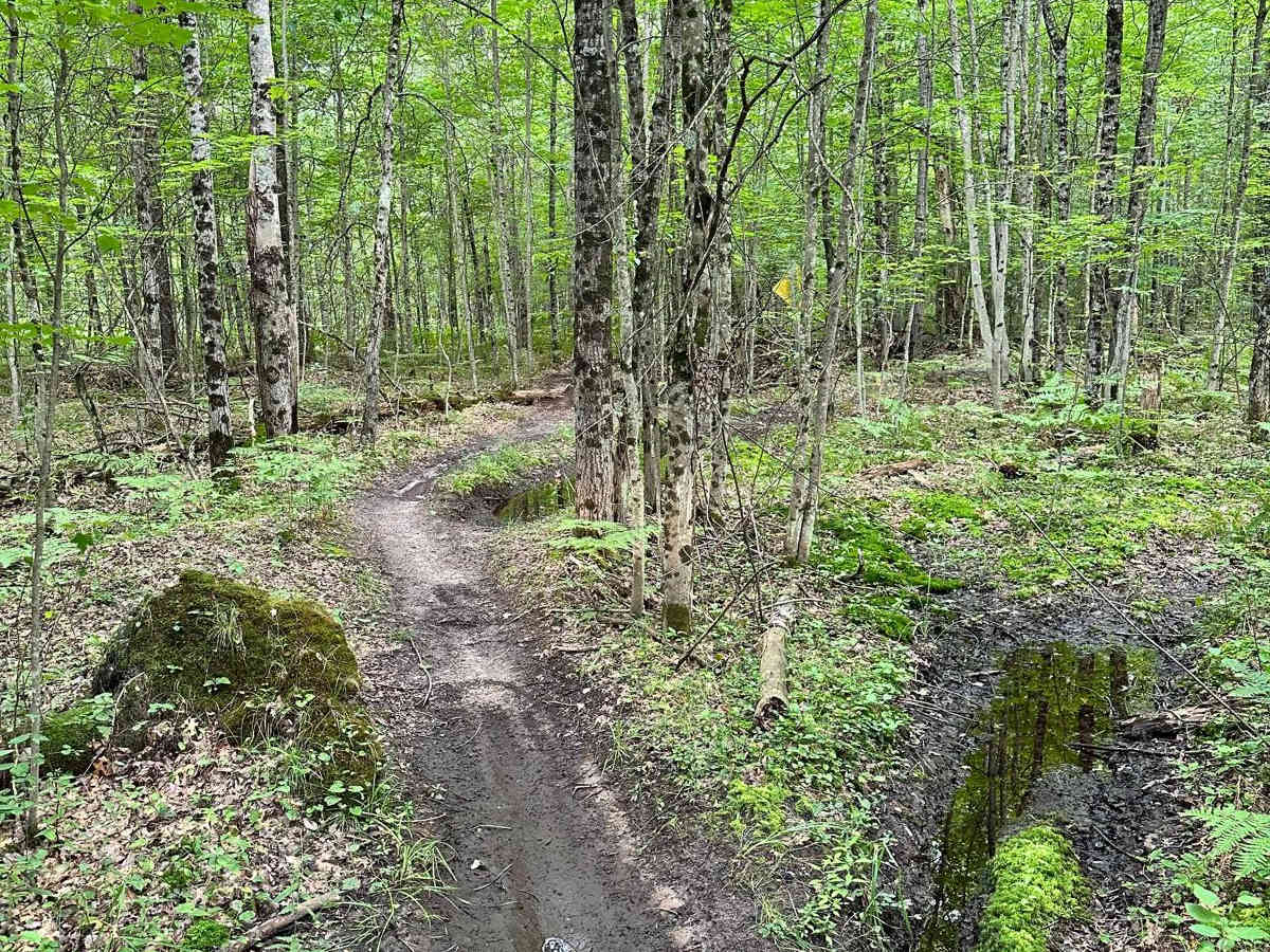 N/W Little Manistee Motorcycle Trail trail photo